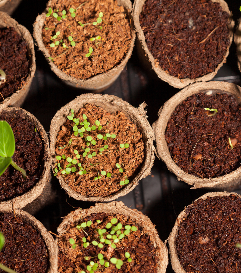 Why Our Seeds Stand Out